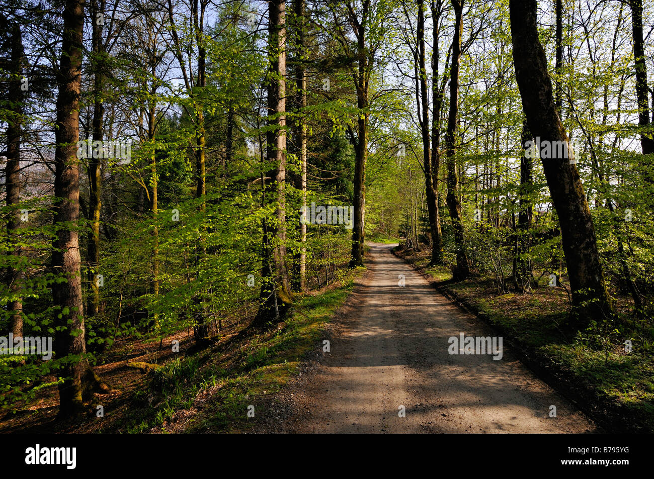 Quiet country track through spring woodland near Killin Perthshire Scotland UK Stock Photo