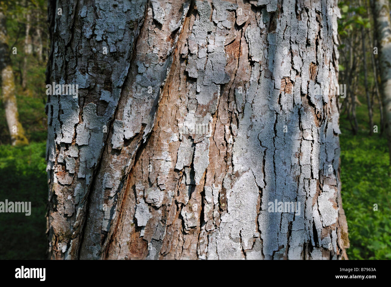 The Rough Bark Of An Old Sycamore Tree In Ancient Woodlands Near Killin Perthshire Scotland Uk Stock Photo Alamy The Rough Bark Of An Old Sycamore Tree In Ancient Woodlands Near Killin Perthshire Scotland Uk Stock Photo Alamy