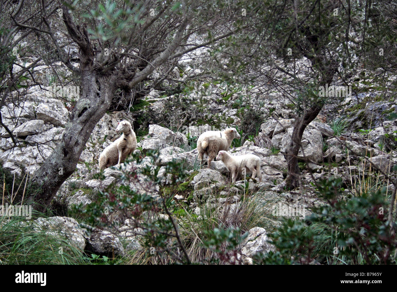 Wild sheep, Mallorca Stock Photo
