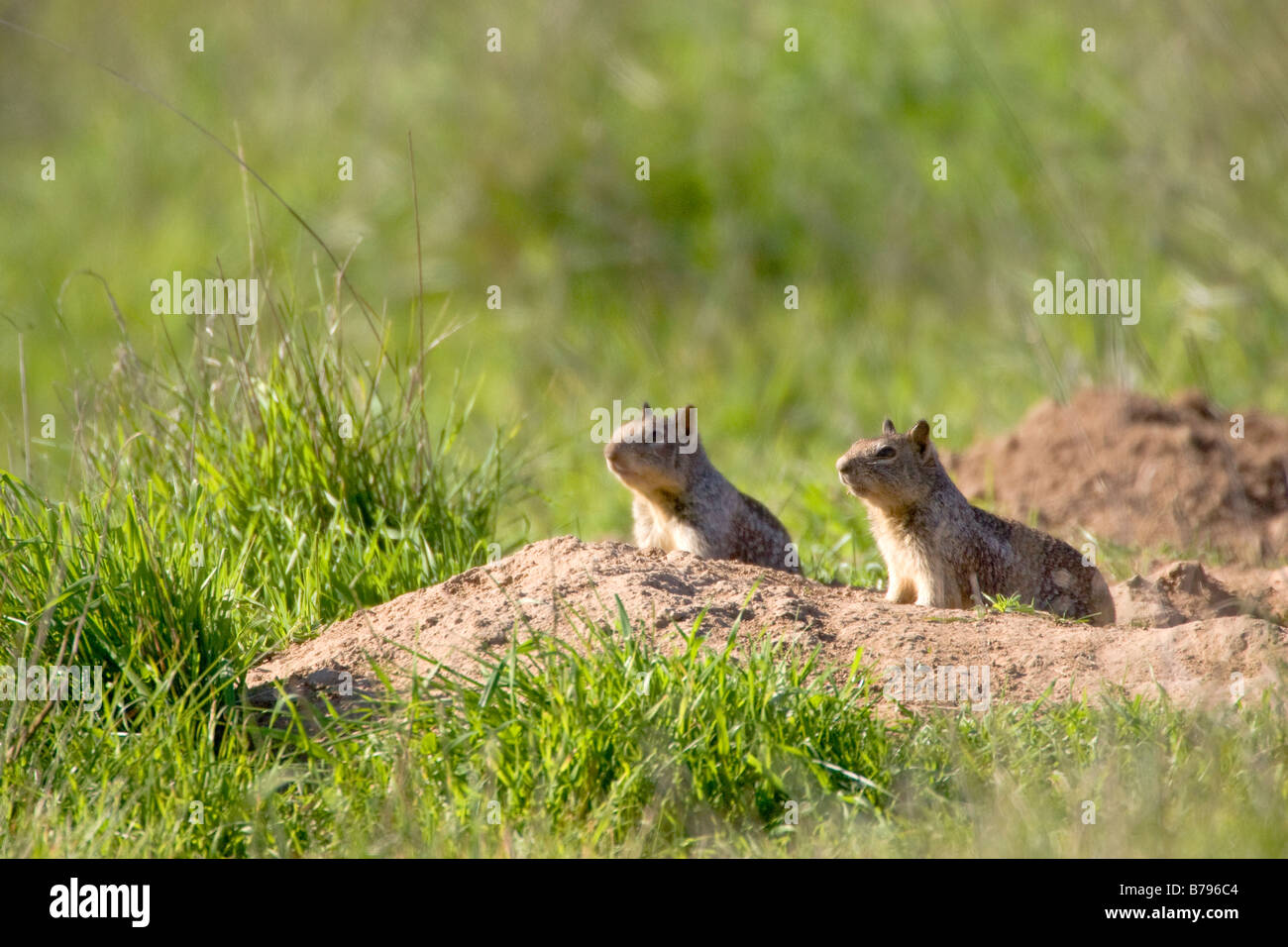 Ground Squirrels Spermophilus beecheyi Stock Photo