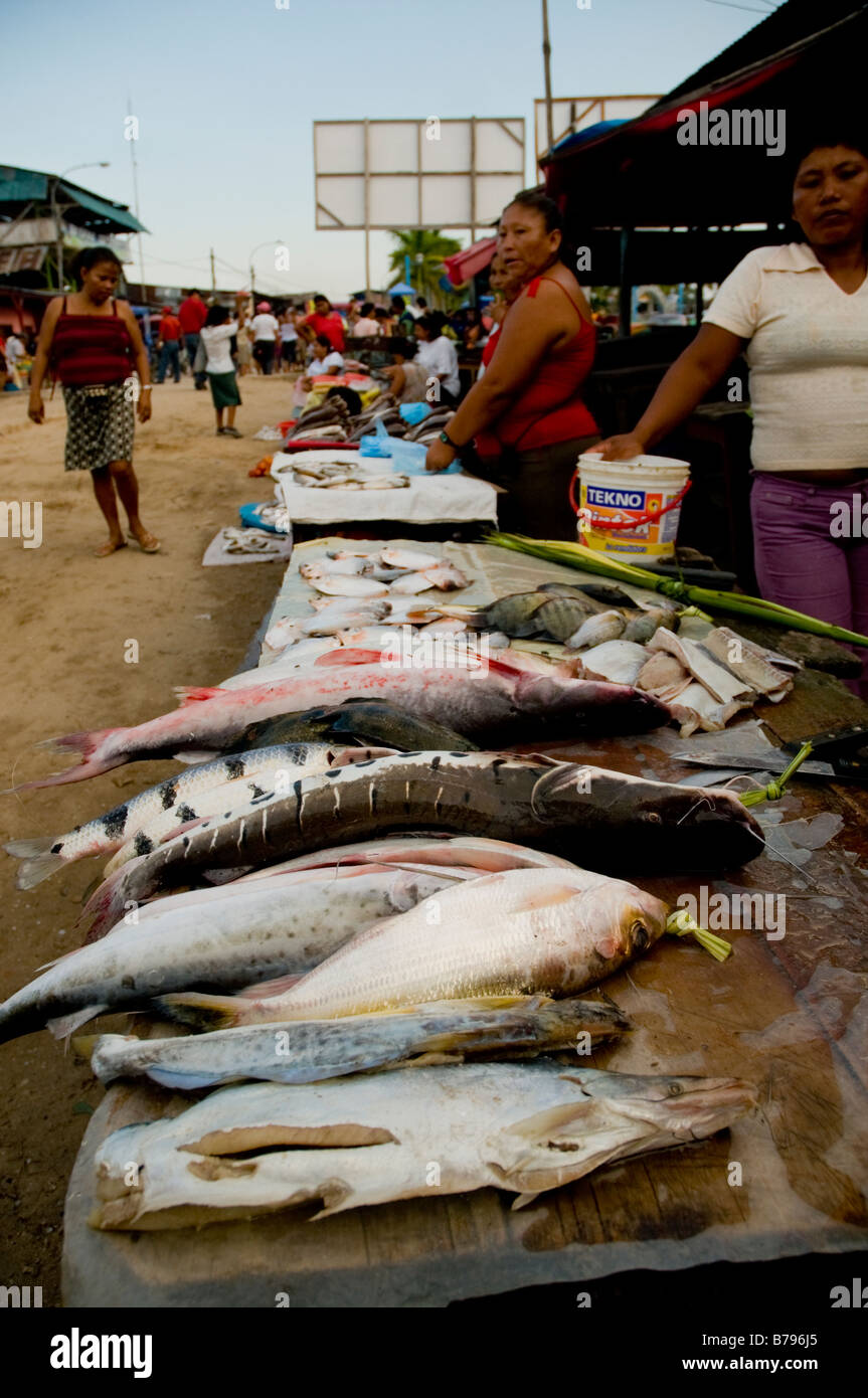 Amazonian fish for sale, Nanay market Iqutios peruvian amazon, Peru Stock Photo