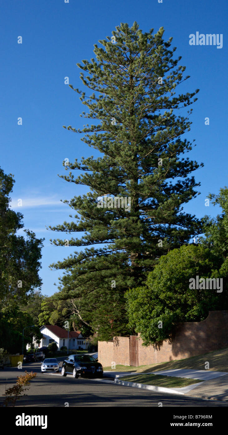 Norfolk Island pine (Araucaria heterophylla), Rose Bay, Sydney, Australia Stock Photo