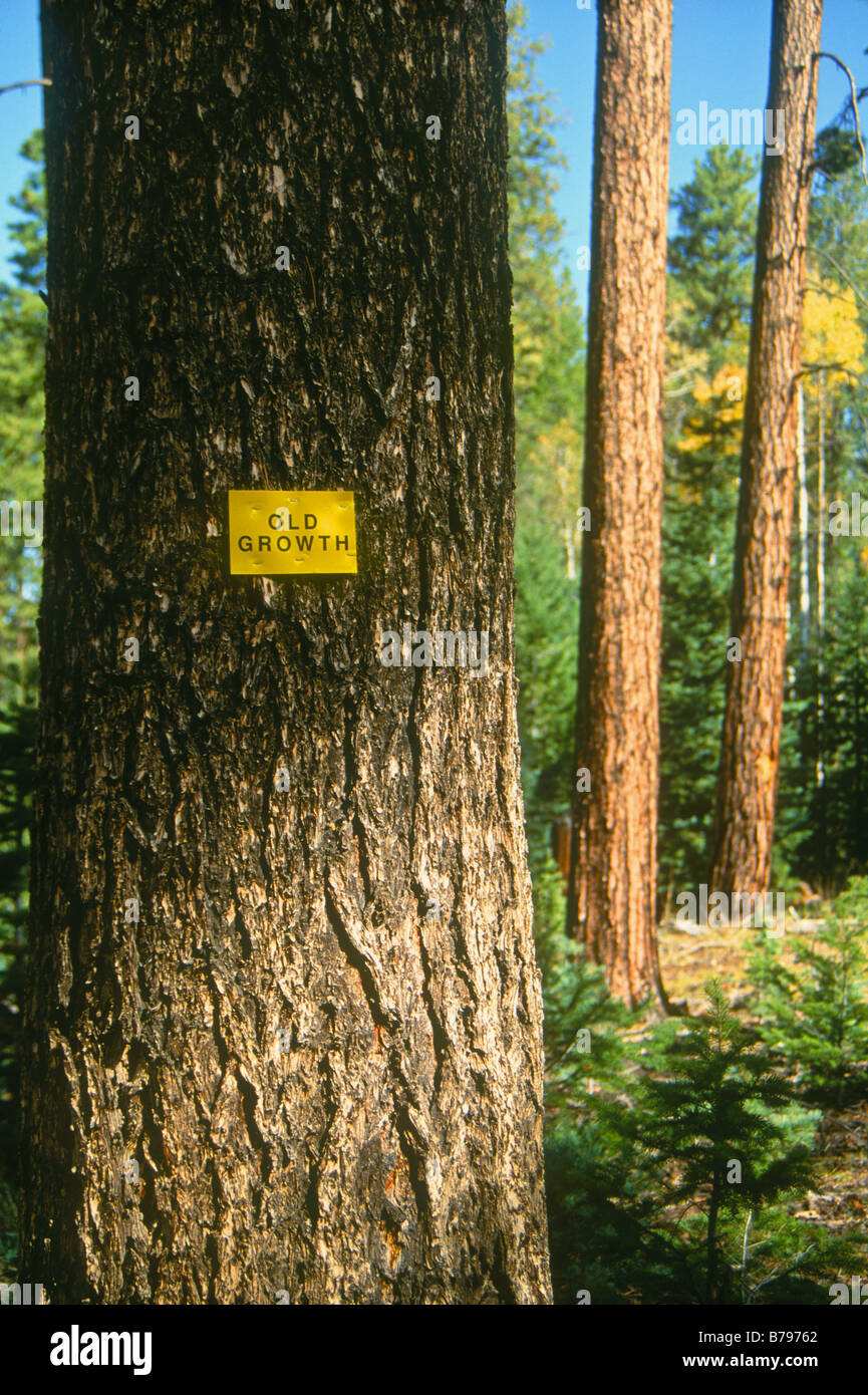 Kaibab National Forest High Resolution Stock Photography and Images Alamy