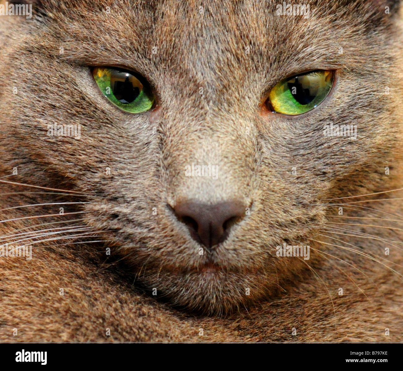 Russian Blue Cat Portrait Stock Photo