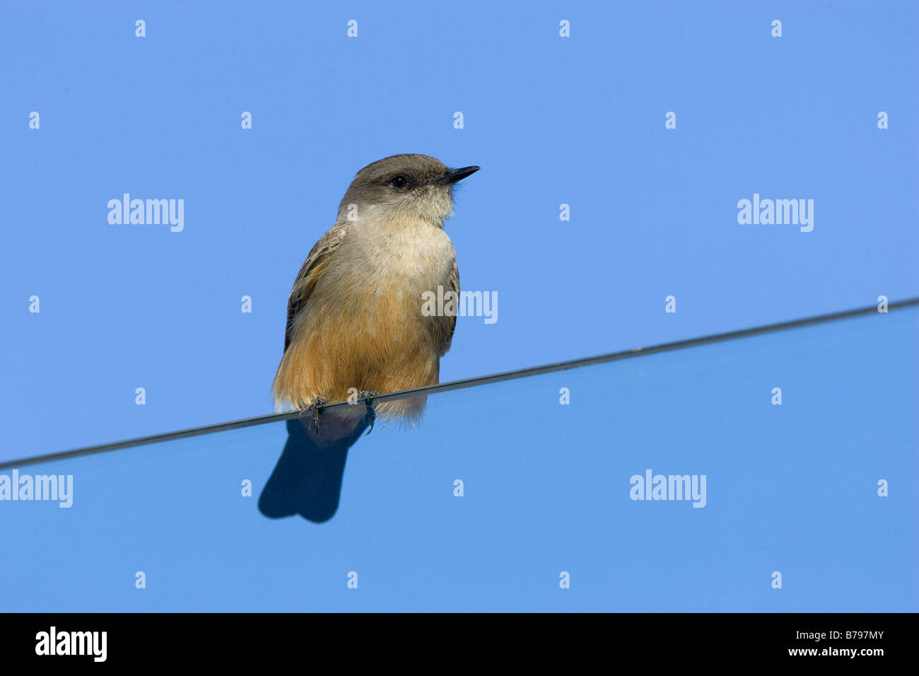 Say's Phoebe Sayornis saya Stock Photo Alamy
