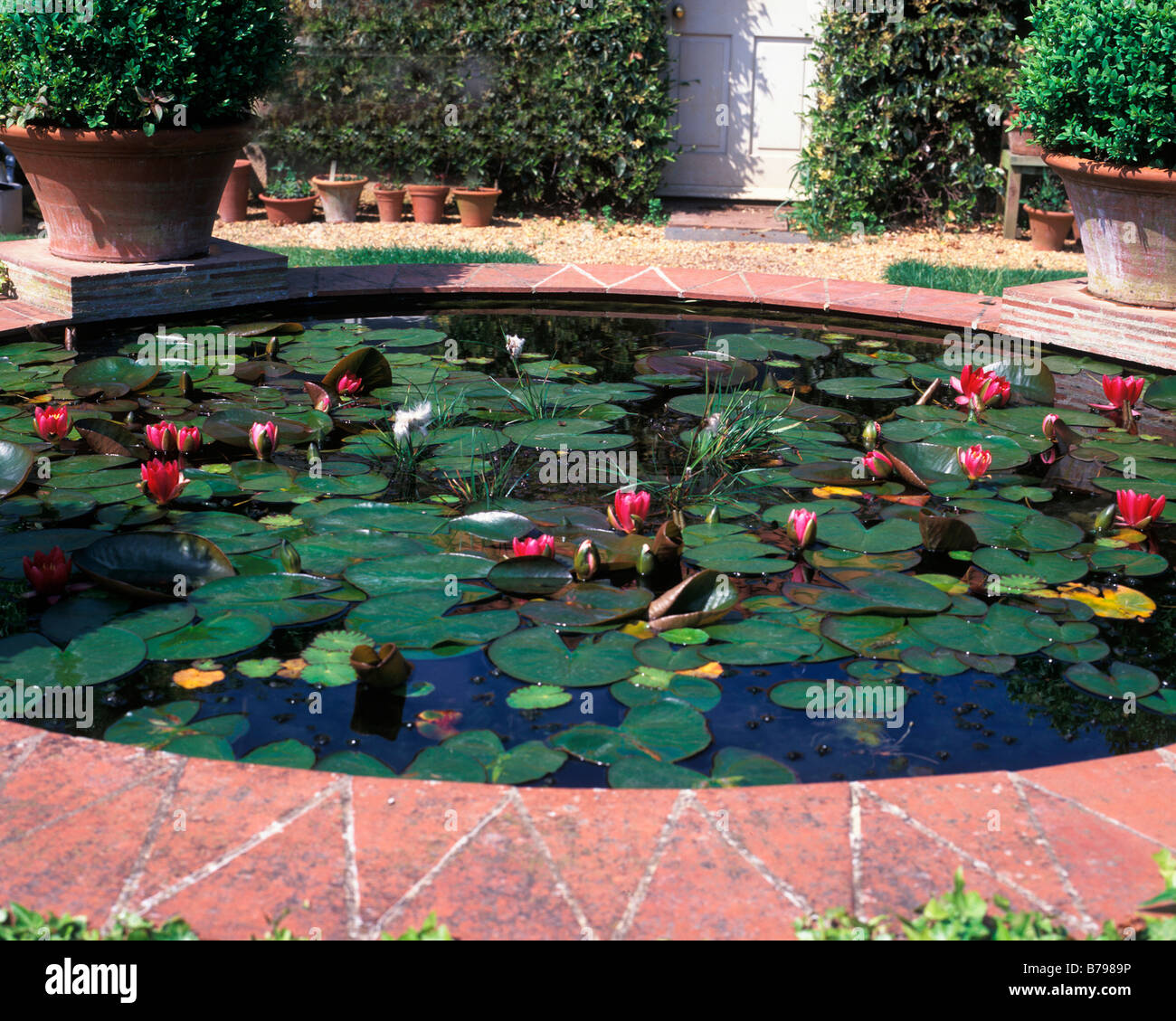 A FORMAL POND WITH WATER LILIES Stock Photo Alamy
