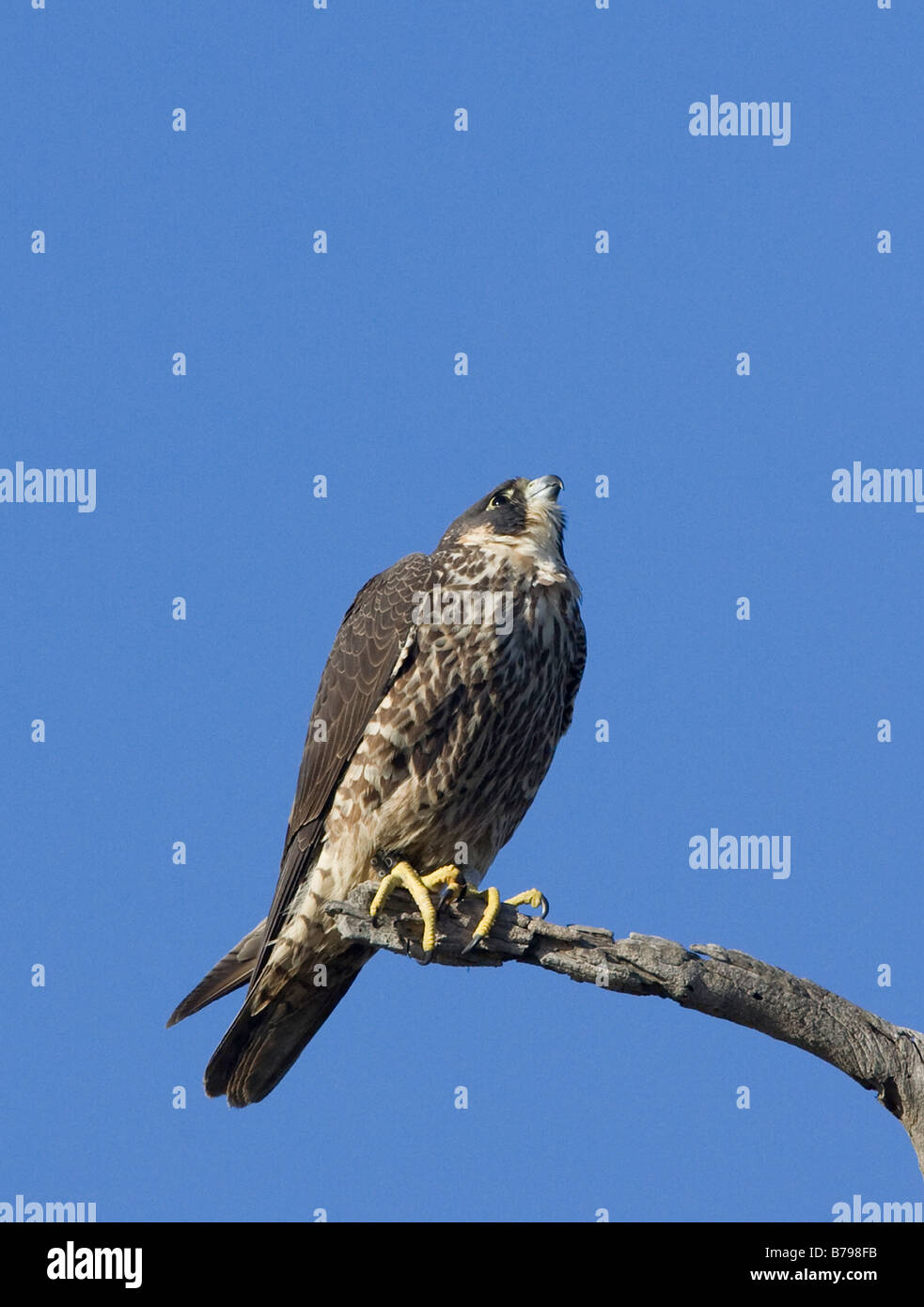 Peregrine Falcon Searching For Prey Falco Peregrinus Stock Photo - Alamy