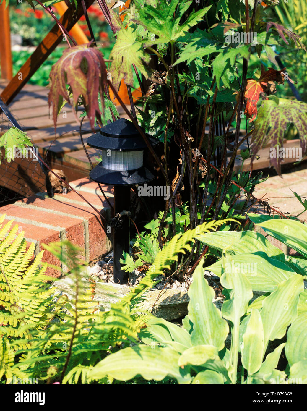 LIGHTS CAN BE USED TO HIGHLIGHT INDERVIDUAL PLANTS Stock Photo