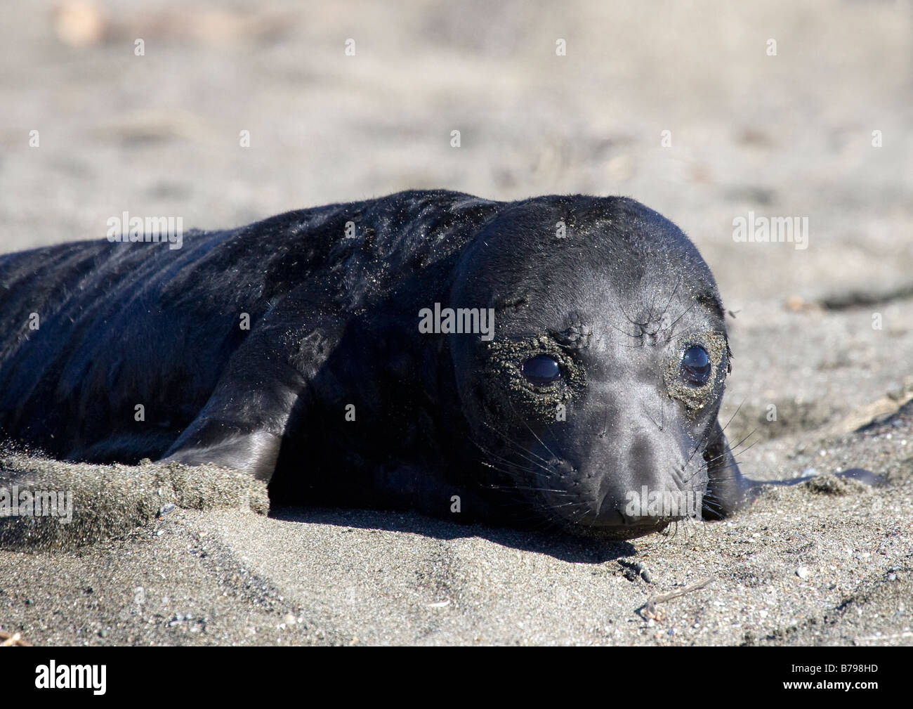 Sad Elephant Seal Pup Mirounga angustirostris Stock Photo