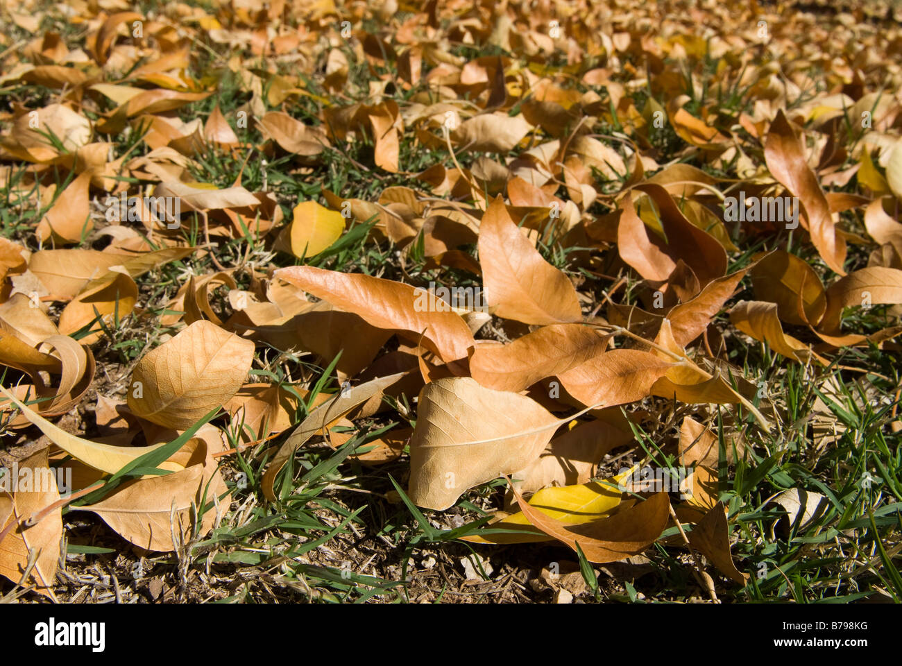 Autumn leaves piling up on the ground Stock Photo