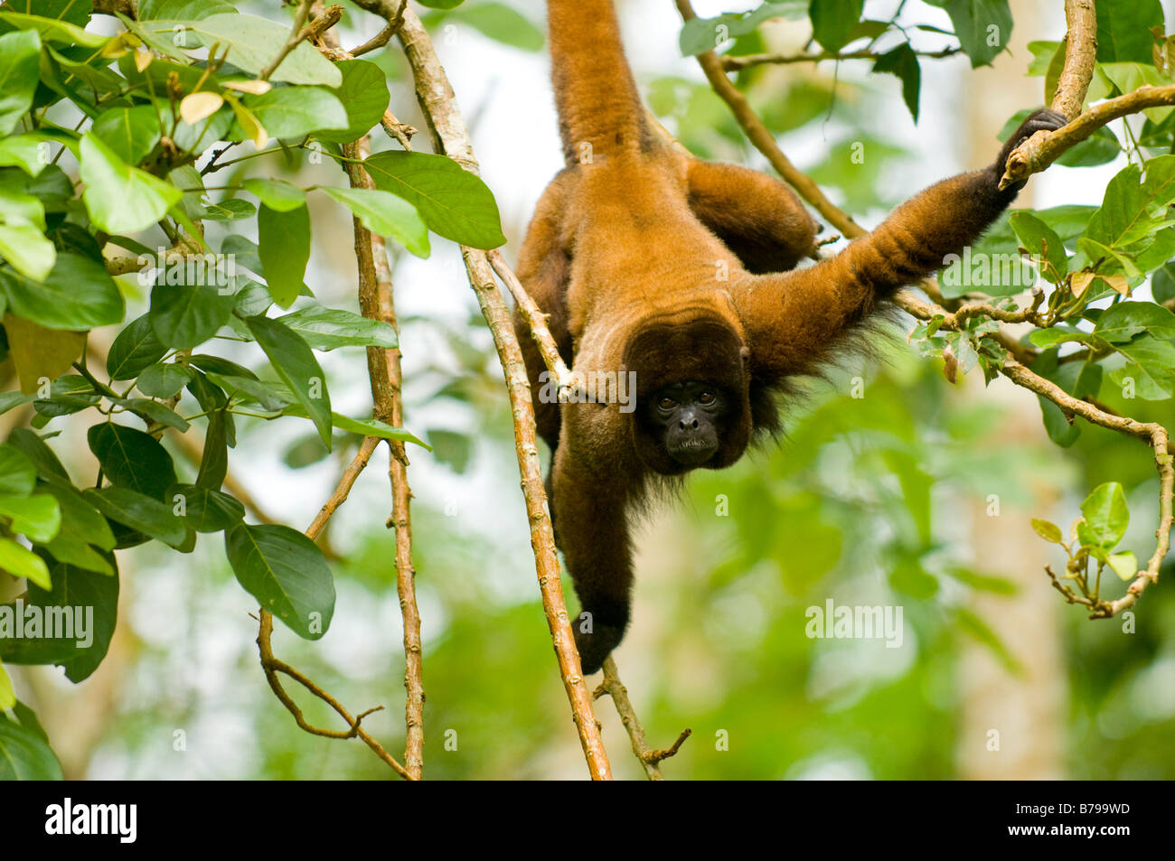 Poeppig's Woolly Monkey ( Or Silvery Woolly Monkey) Lagothrix Poeppigii ...