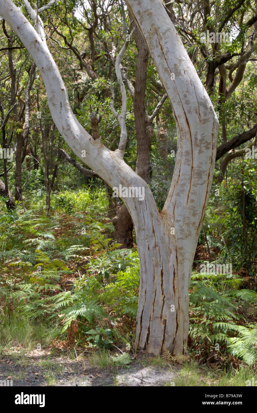 Scribbly gum (Eucalyptus haemastoma) with tunnels made by the larvae of the Scribbly Gum Moth Stock Photo