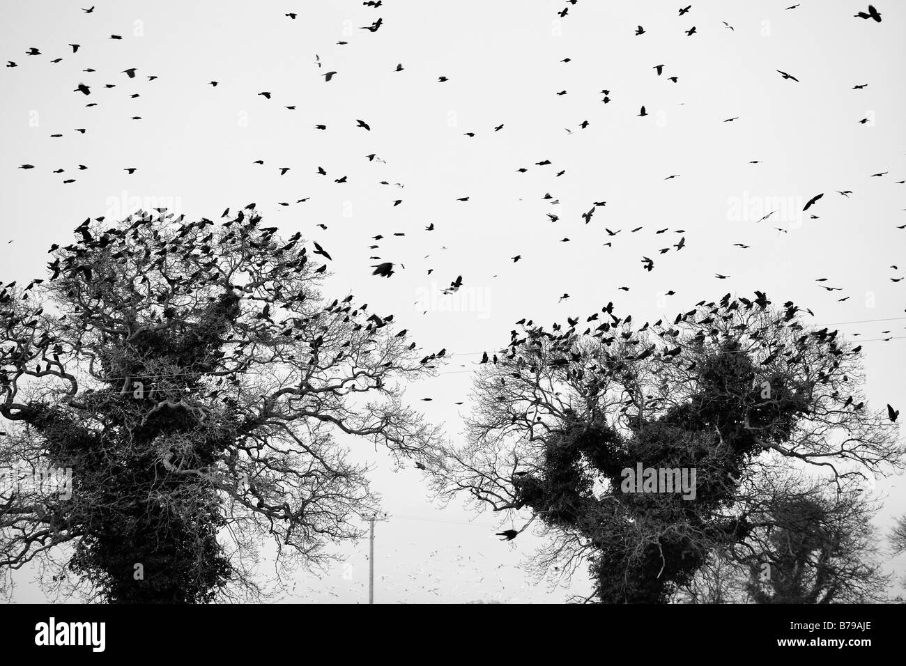 A 'Flock of Crows' gathering to roost 'Norfolk Countryside' 'Great Britain' Stock Photo
