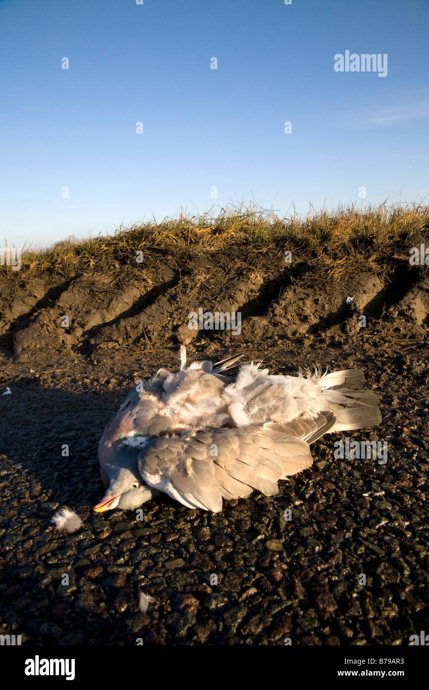 ROAD KILL, A DEAD PIGEON LAYS ON THE ROAD AFTER BEING HIT BY A VEHICLE Stock Photo