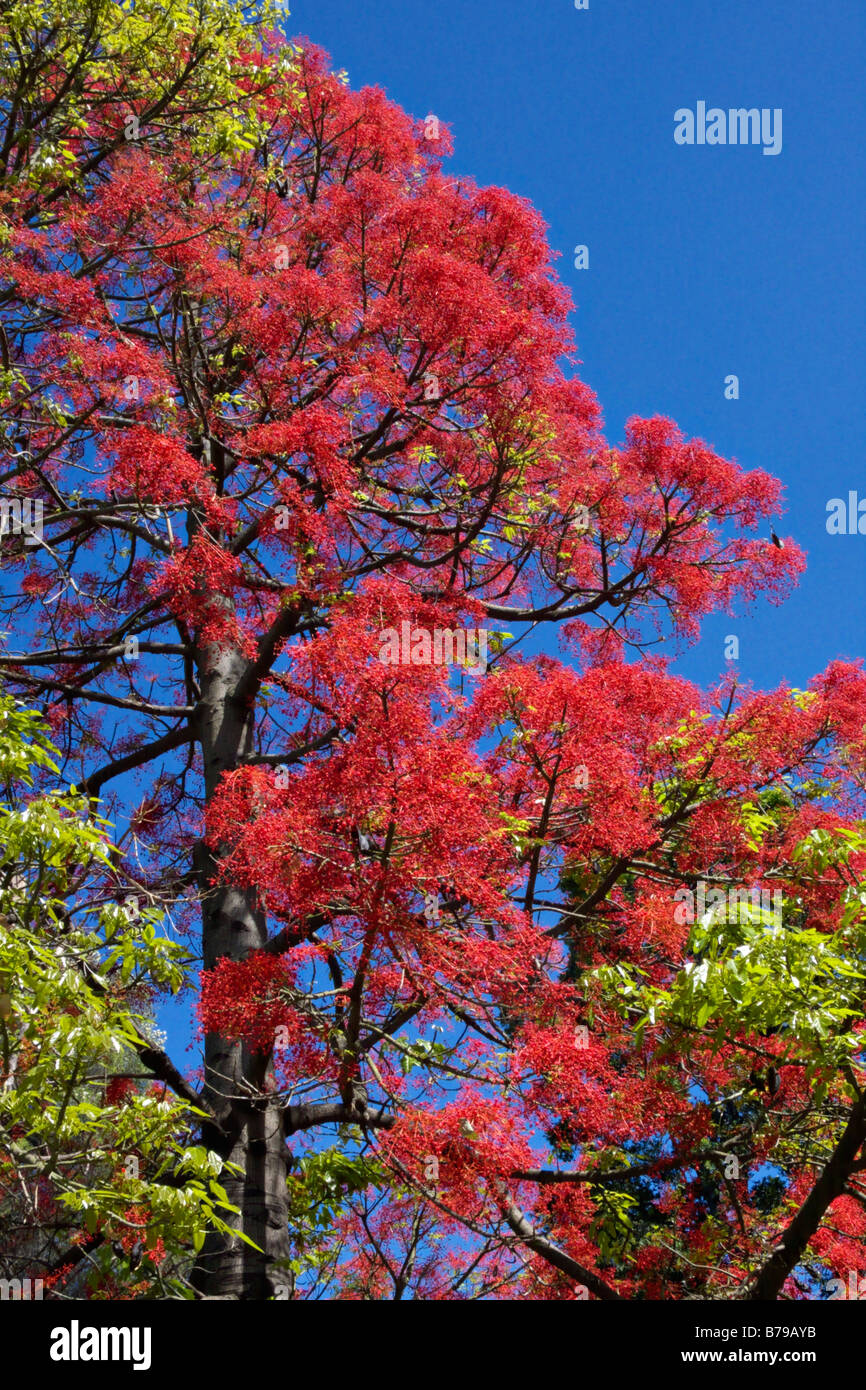 Australian flame tree (Brachychiton acerifolius Stock Photo Alamy