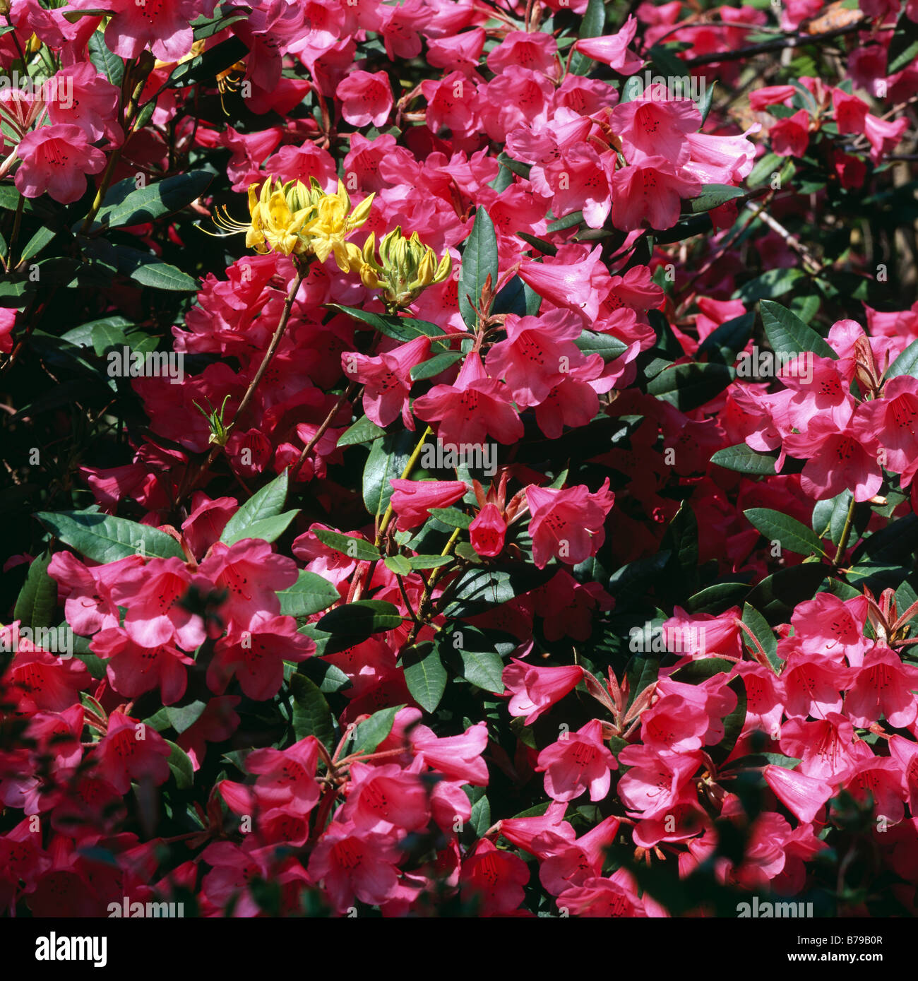 Red and yellow azaleas Bracklyn Gardens, Perth, Perth and Kinross, Scotland, UK. Stock Photo