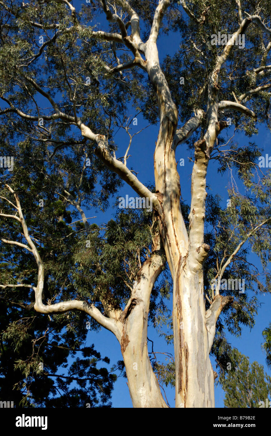 Red river gum (Eucalyptus camaldulensis) Stock Photo