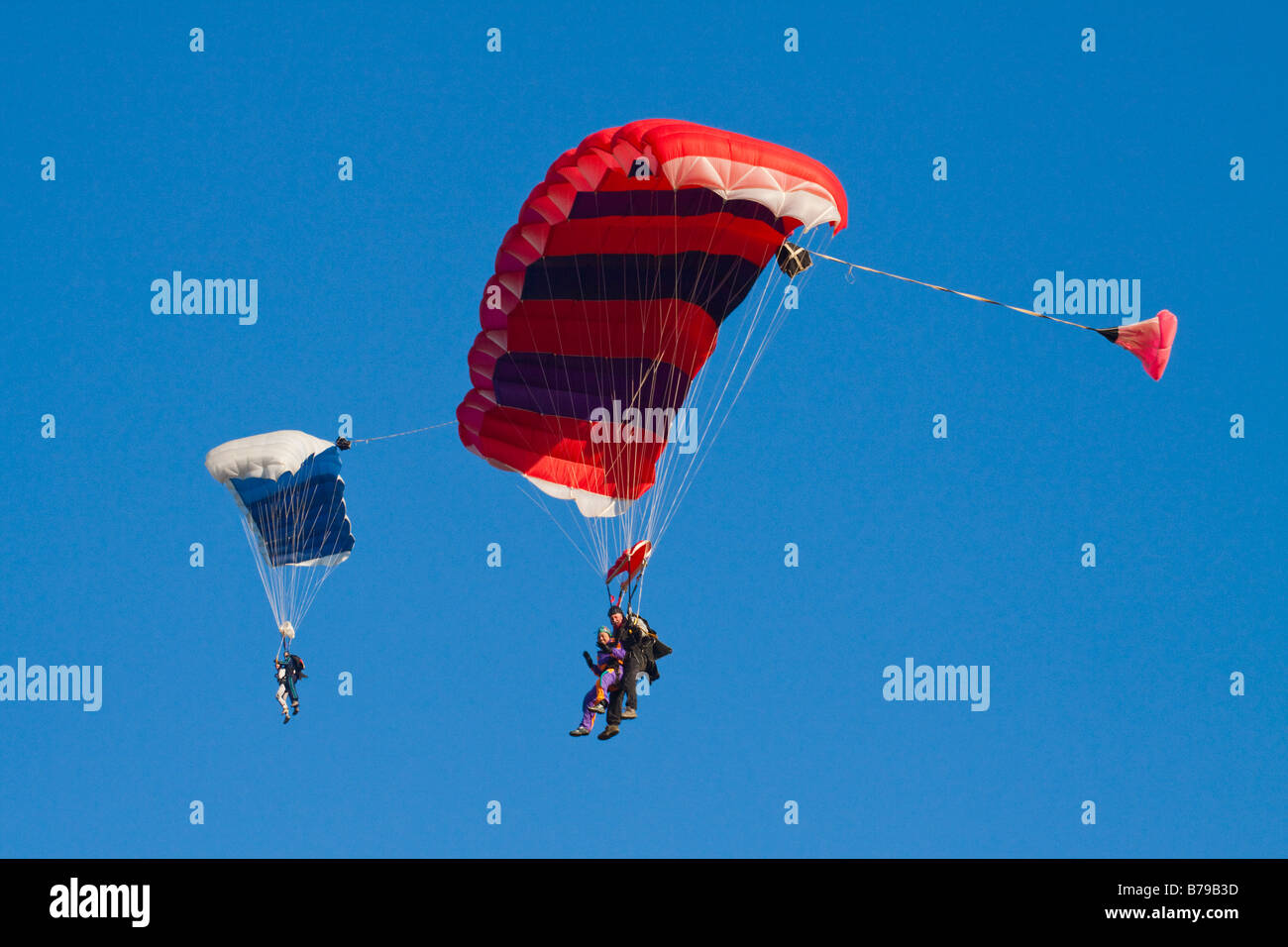 TANDEM SKYDIVE. TWO TANDEM  PARACHUTES FLYING AGAINST A BLUE SKY CARRYING TWO PEOPLE EACH, ONE RED STRIPED AND ONE BLUE CANOPY Stock Photo