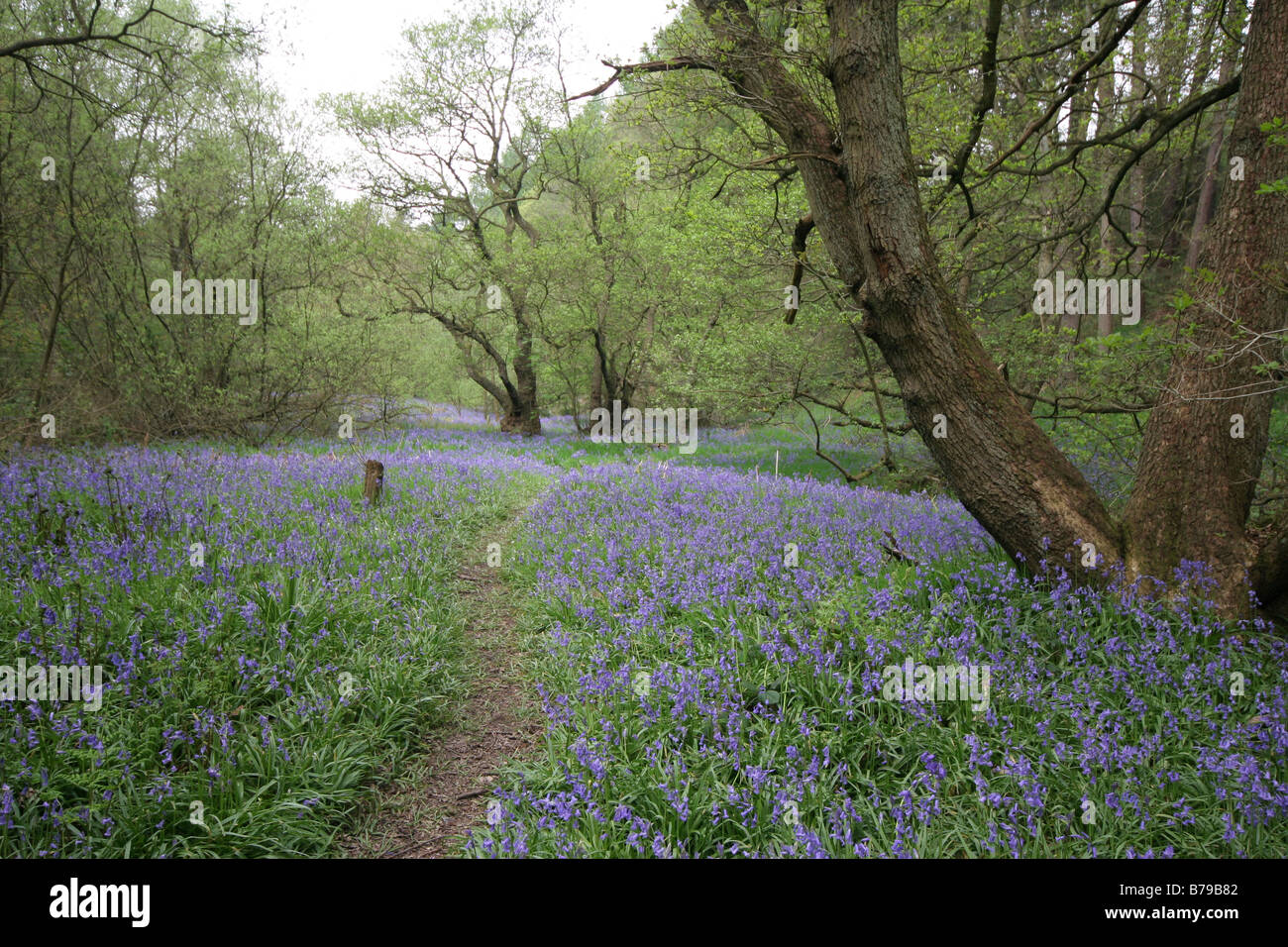 Path through bluebell wood in springtime showing carpets of bluebells Stock Photo