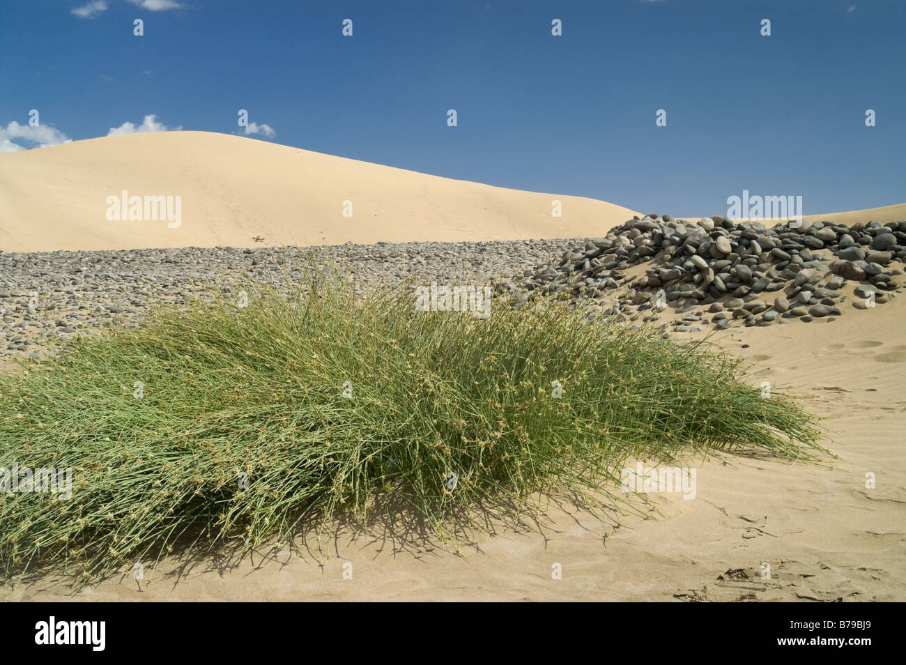 Grass and dunes landscape against a clear blue sky Stock Photo