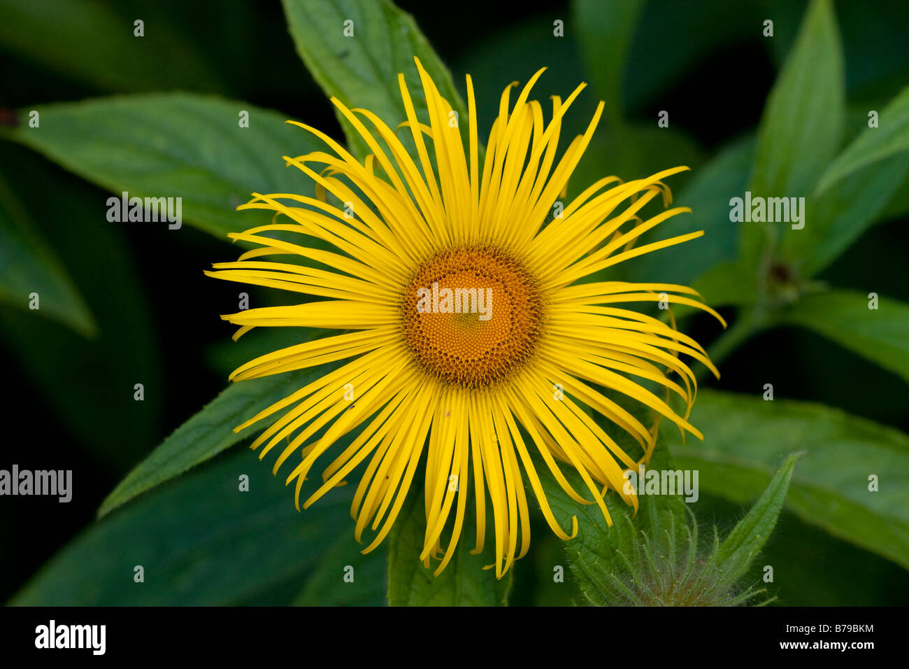 A yellow flower Stock Photo Alamy