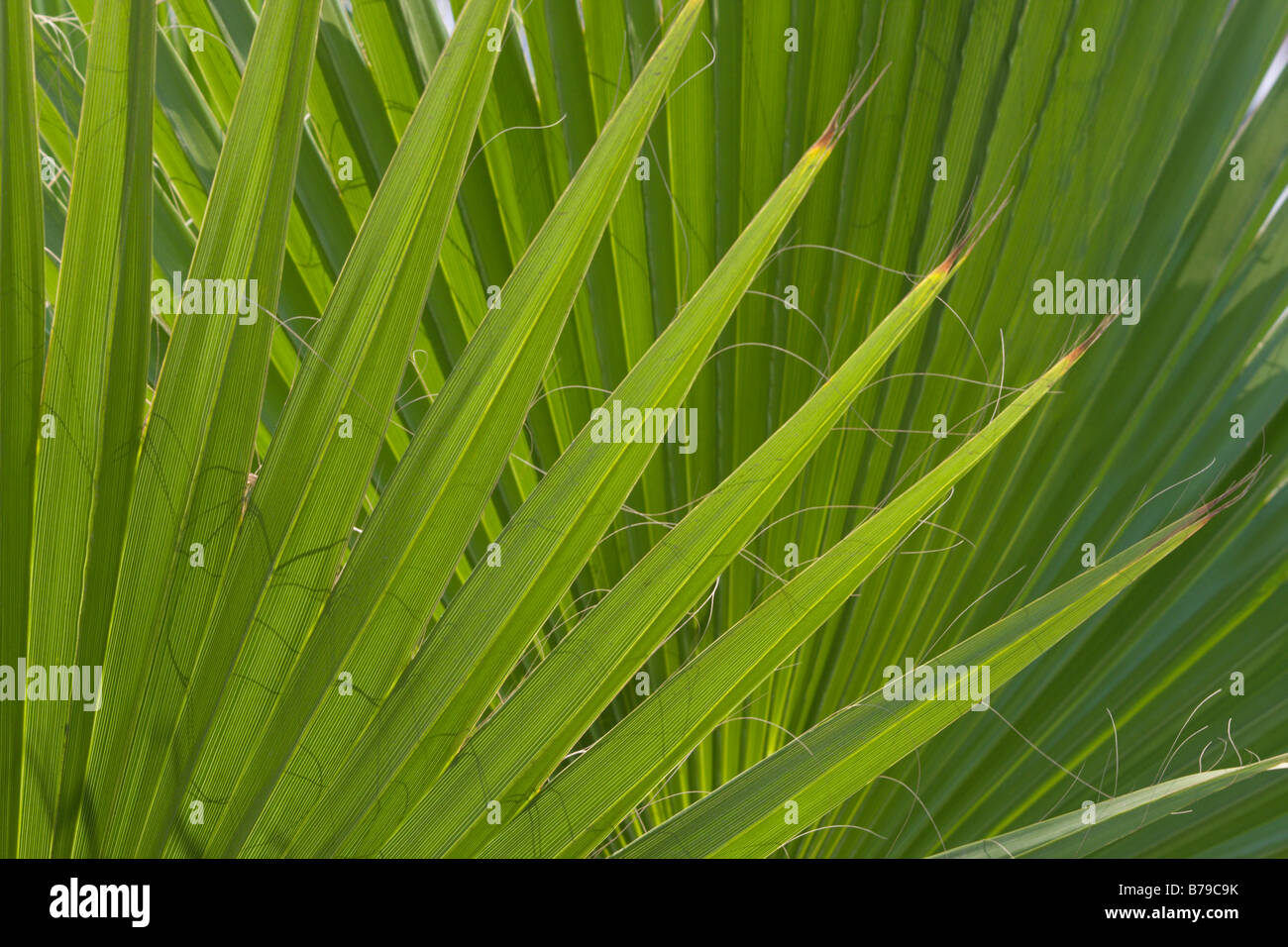 patterns in nature palm leaf leaves tropical Stock Photo