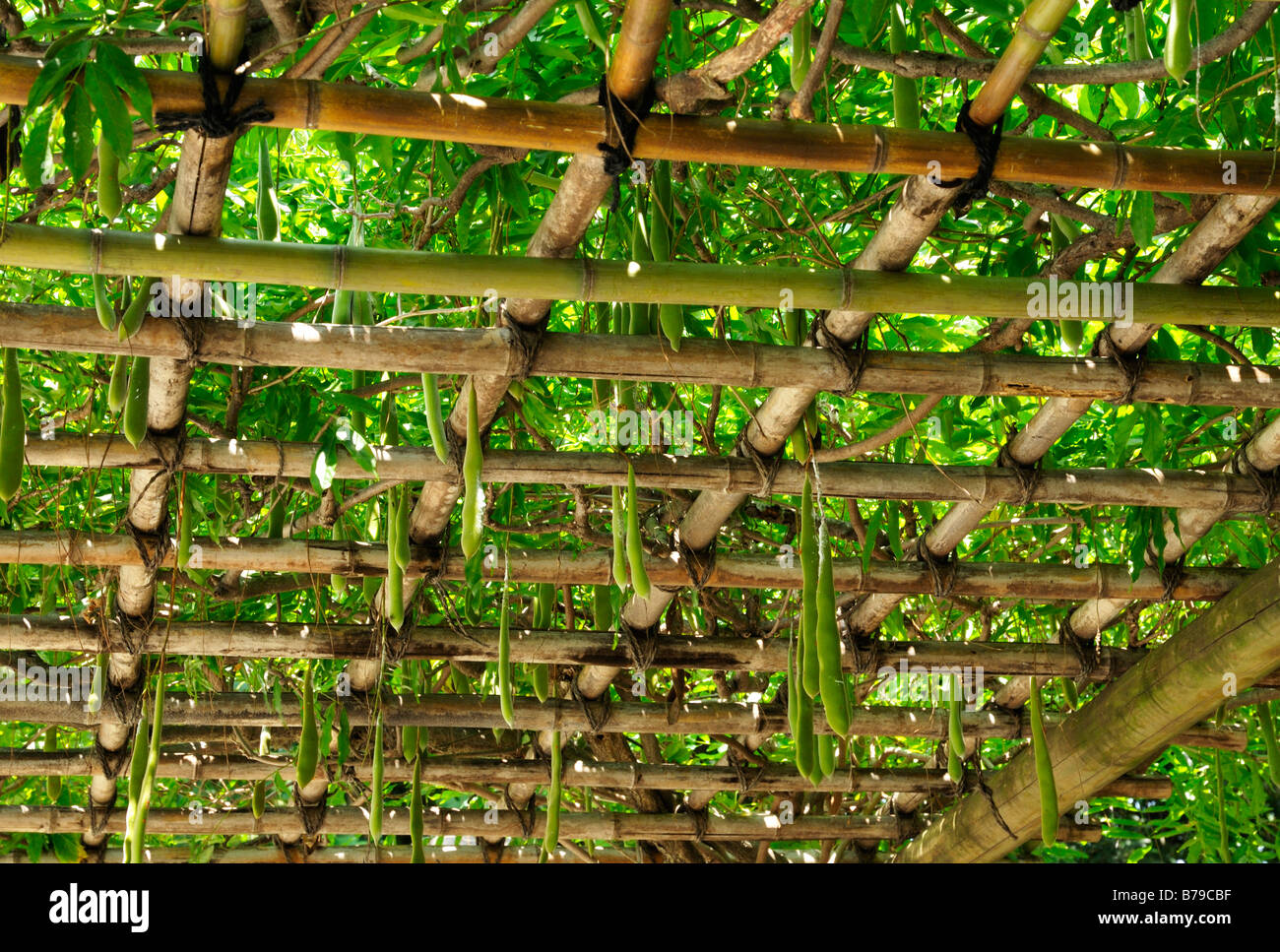 Edamame plant hires stock photography and images Alamy