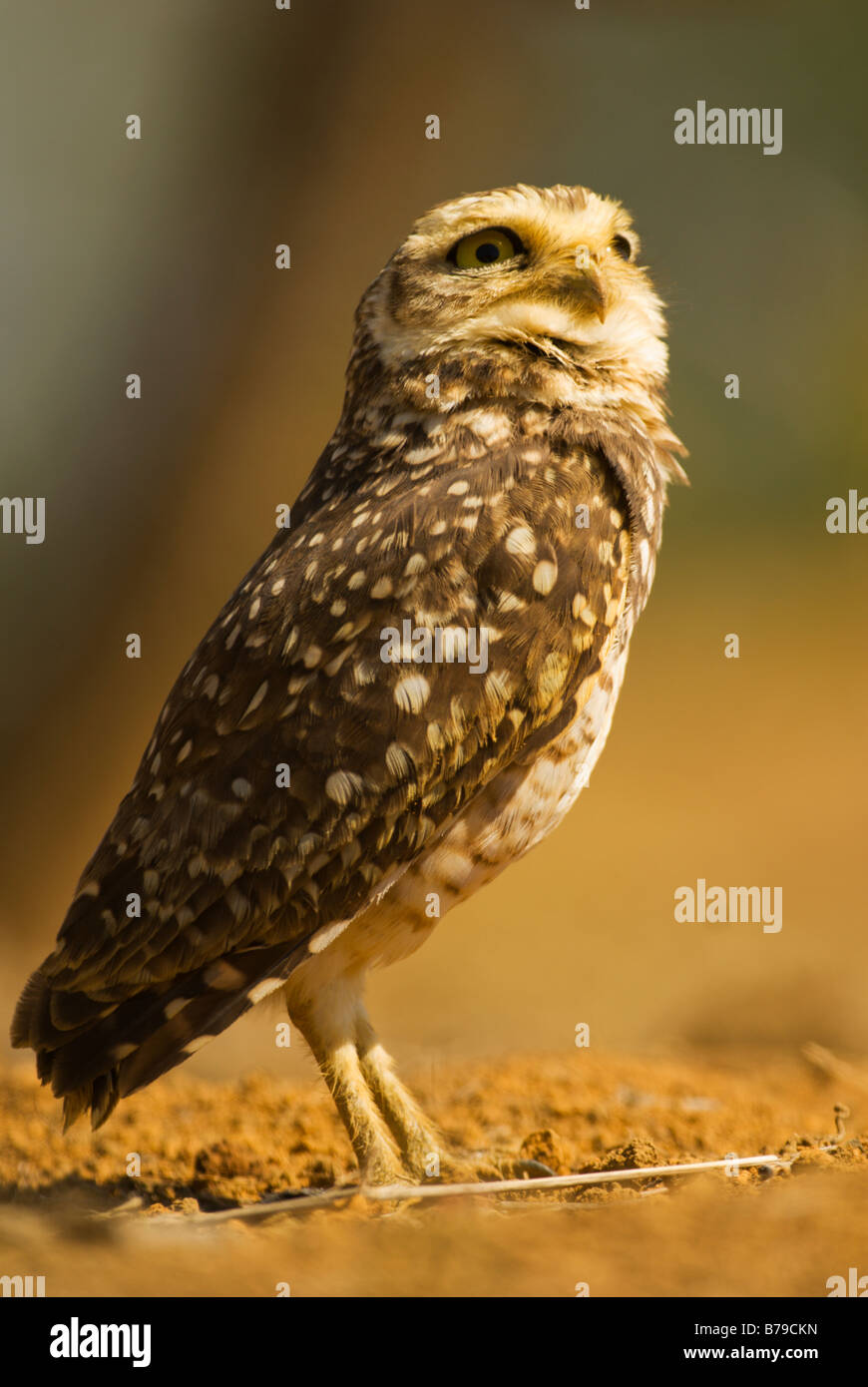 Burrowing owl Athene cunicularia Stock Photo Alamy