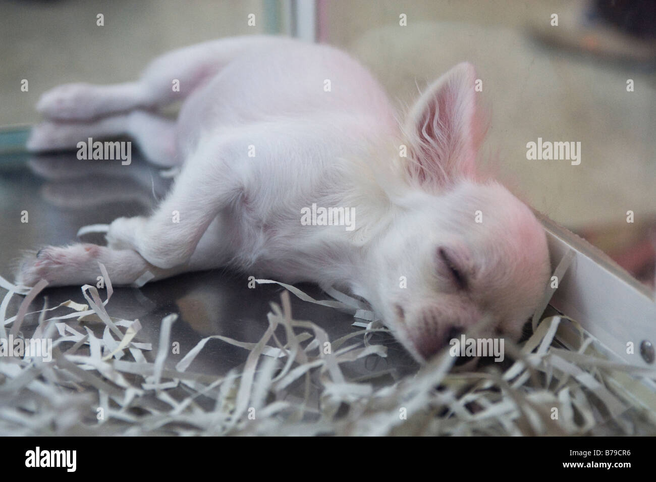 a-sleeping-chihuahua-puppy-in-a-pet-store-in-tokyo-japan-stock-photo