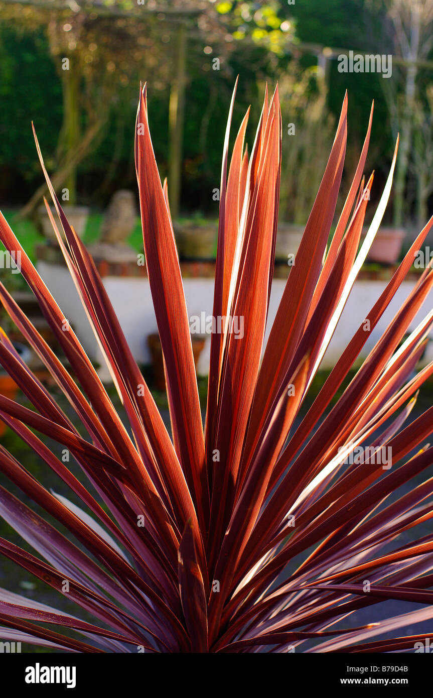Spiky bronze leaves of cordyline Australis 'Torbay Red' in January Stock Photo