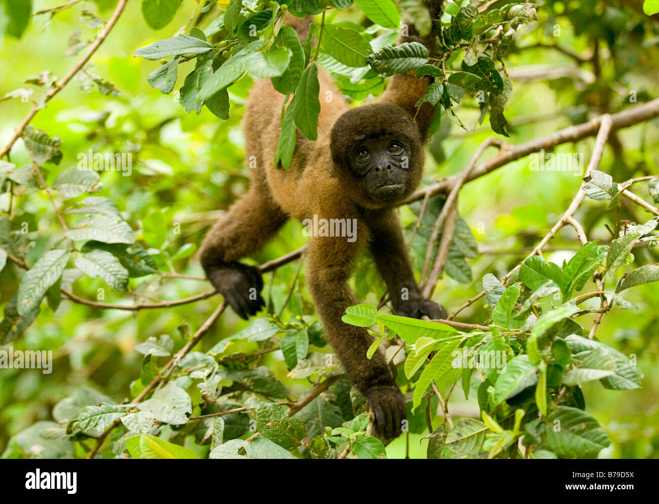 Poeppig's woolly monkey ( or silvery woolly monkey) Lagothrix poeppigii Stock Photo