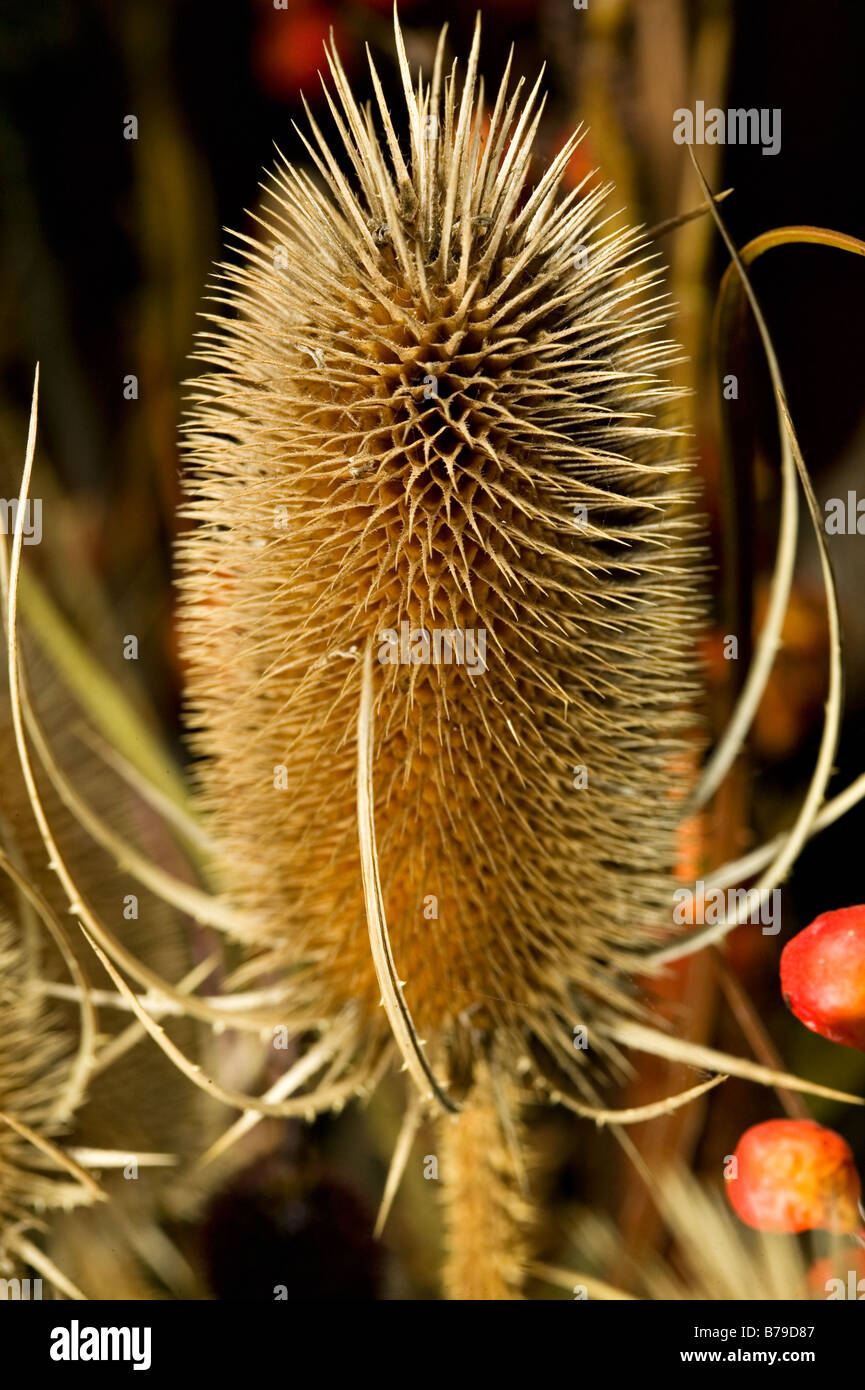 Closeup image of the seed pod of a teasel. Stock Photo