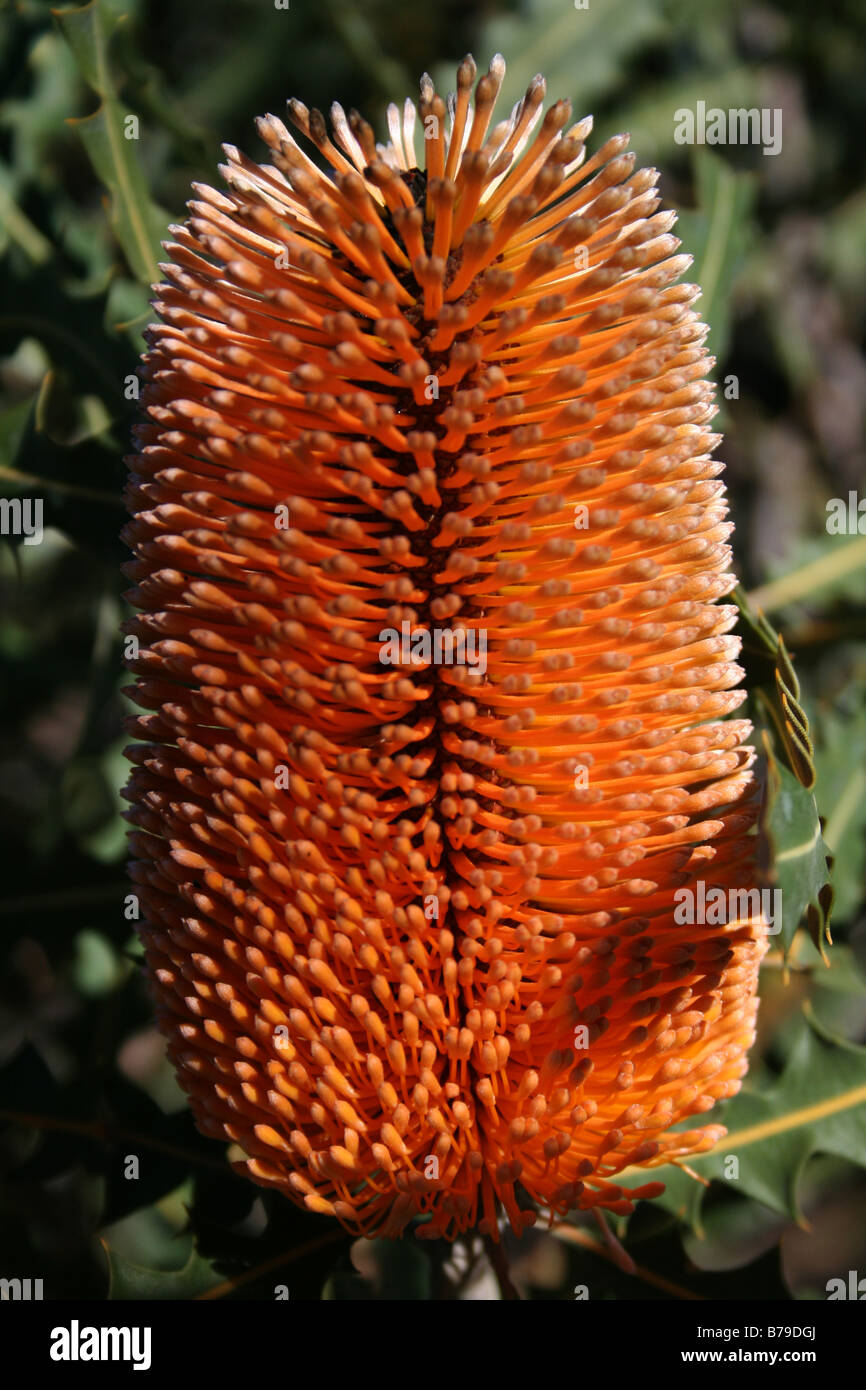 Kings Park, Perth Stock Photo Alamy
