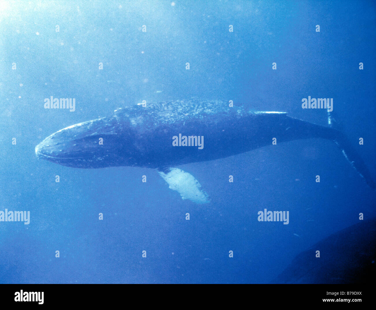 Humpback whale, underwater Stock Photo Alamy