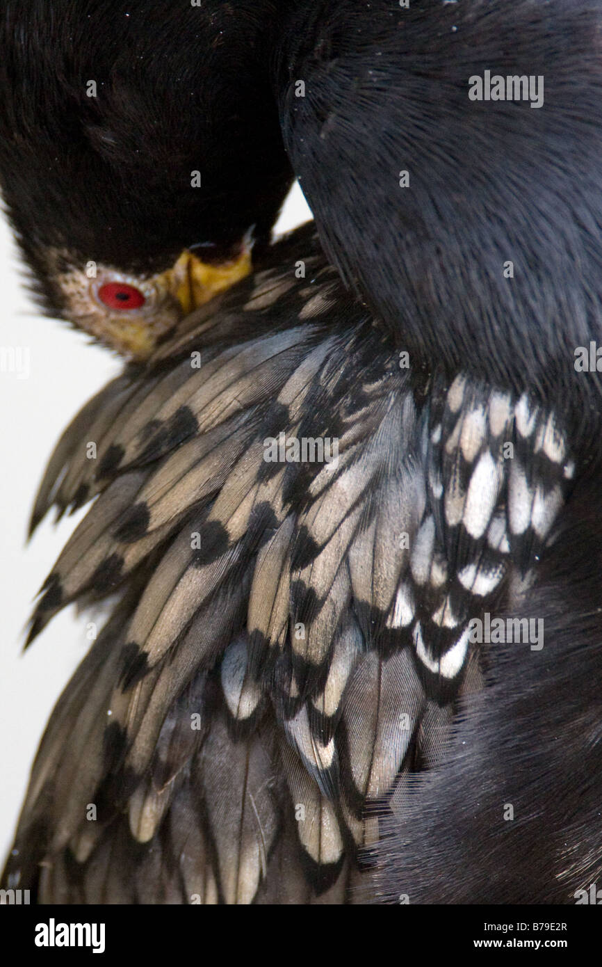 A reed cormorant buries its head in its patterned feather plumage at Austin Roberts bird sanctuary in Pretoria South Africa Stock Photo