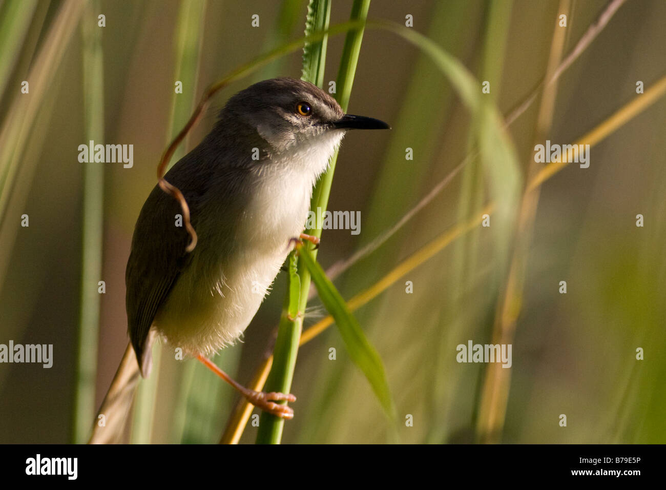 A tawny flanked prinia bird perches on reeds at the Austin Roberts bird sanctuary in Pretoria South Africa. Stock Photo