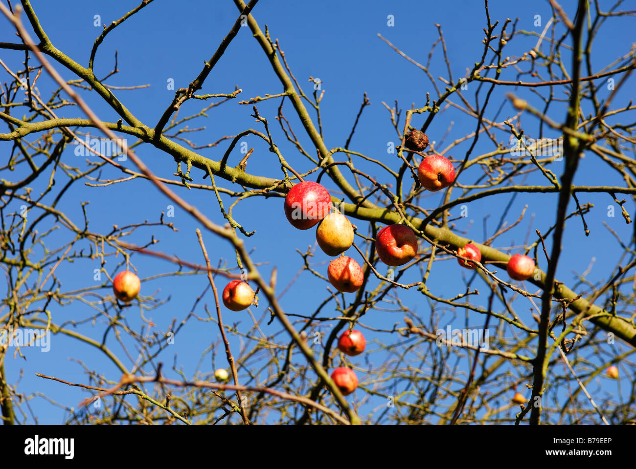 Apple Tree Winter. Stock Photo