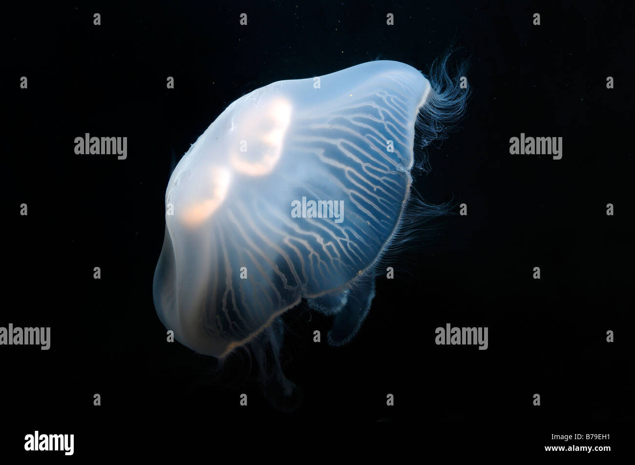 Moon jellyfish Aurelia aurita captive Stock Photo