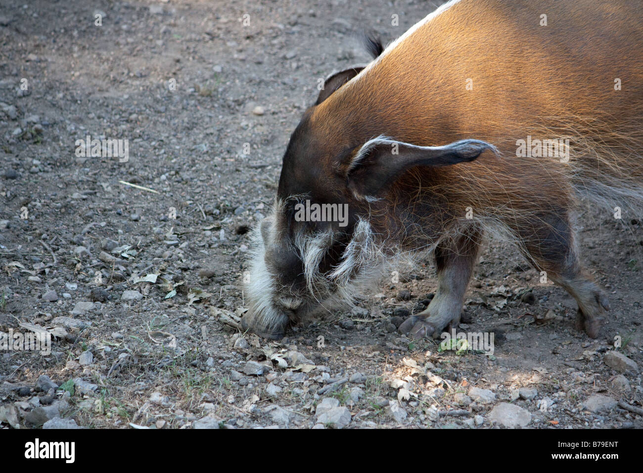 Red River Hog Stock Photo - Alamy