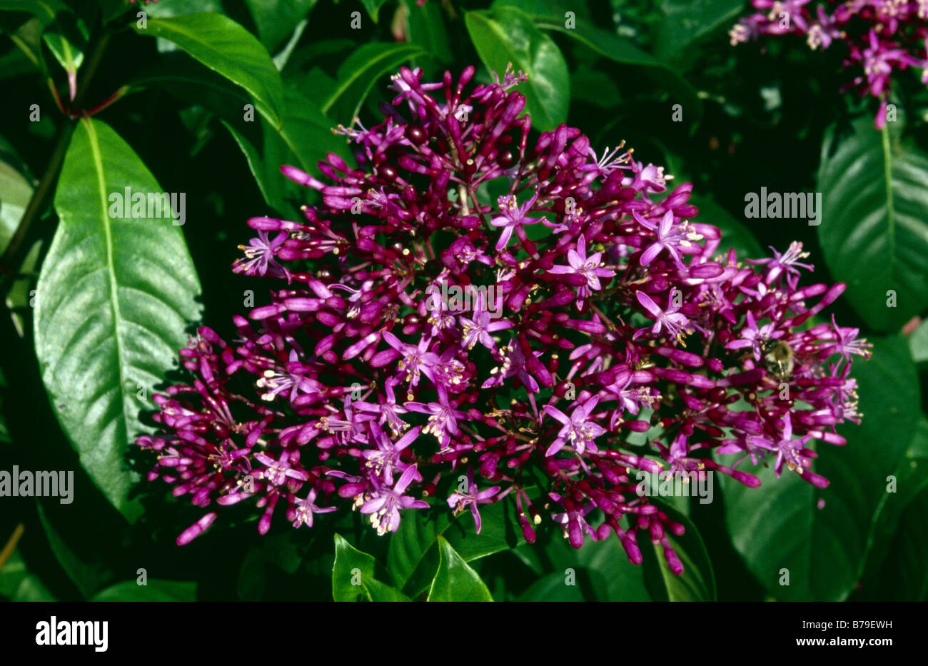 Fuchsia Paniculata Onagraceae Stock Photo