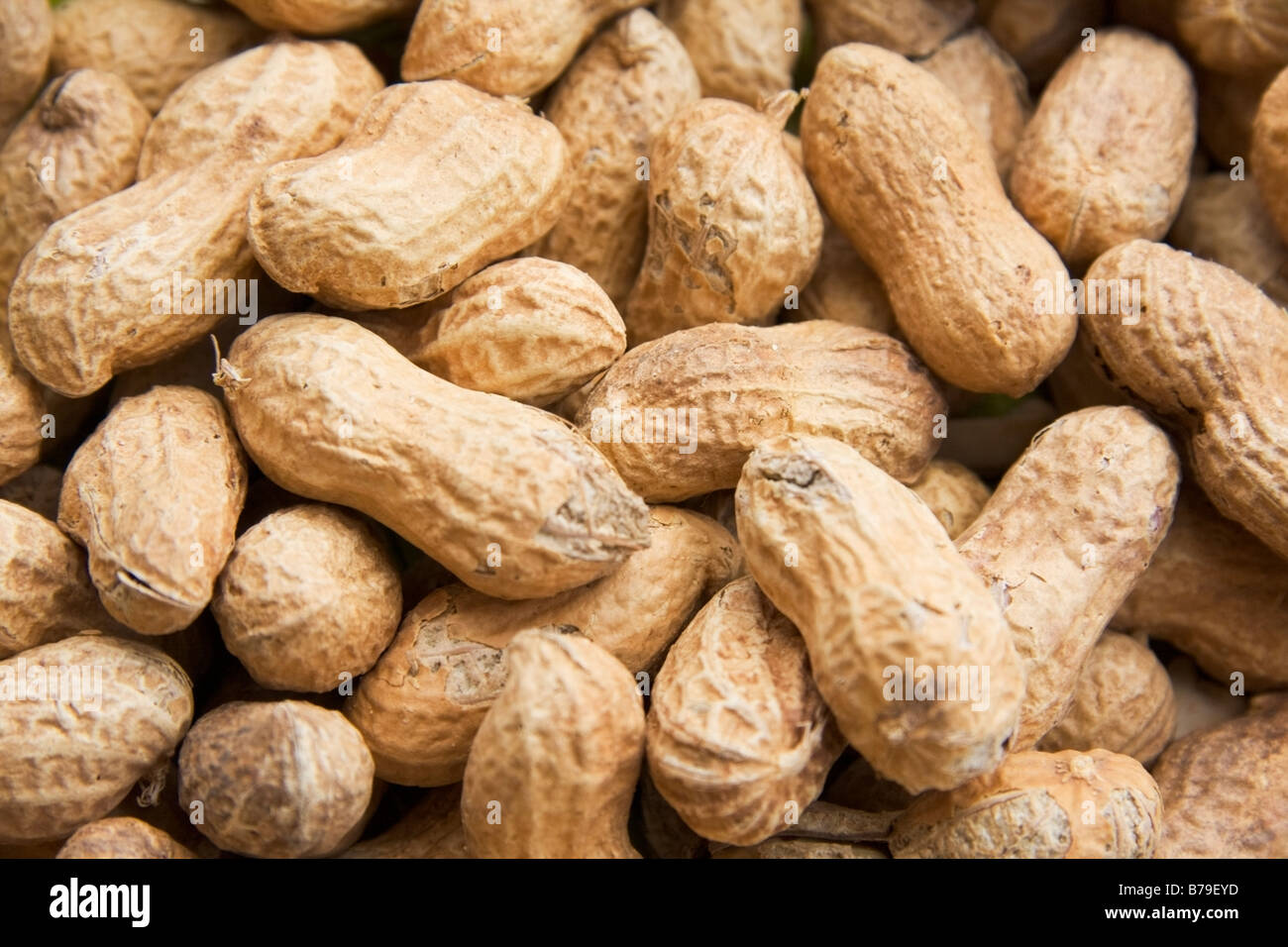 Peanut or groundnut Arachis hypogaea Stock Photo