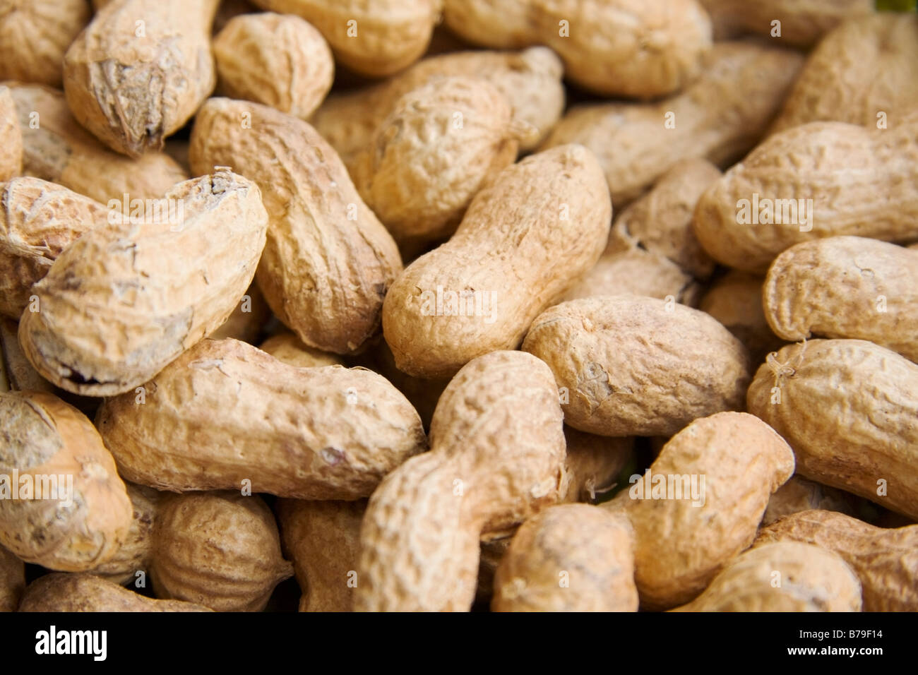 Peanut or groundnut Arachis hypogaea Stock Photo