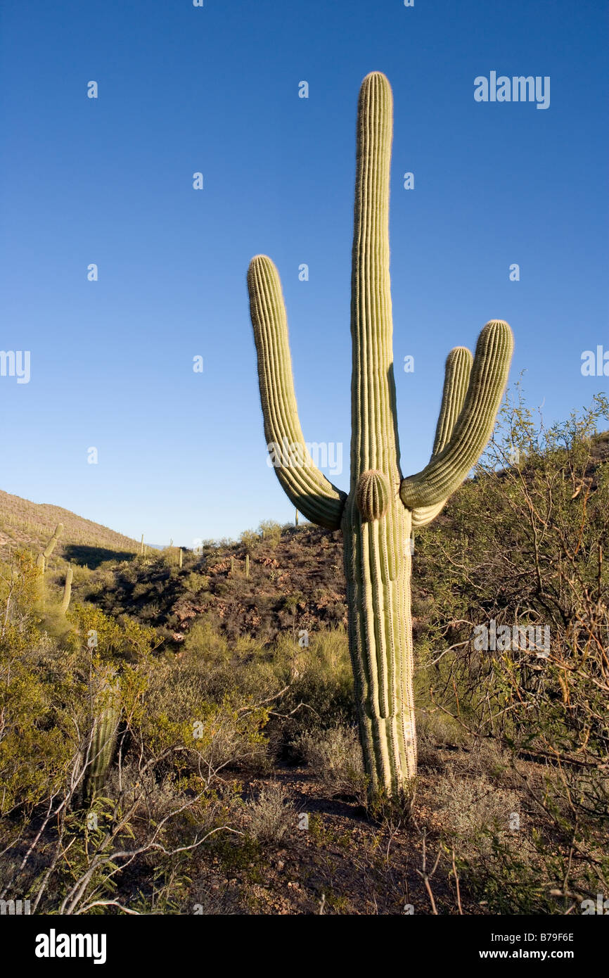 A saguaro cactus found in Saguaro West National Park in Tucson Arizona Stock Photo