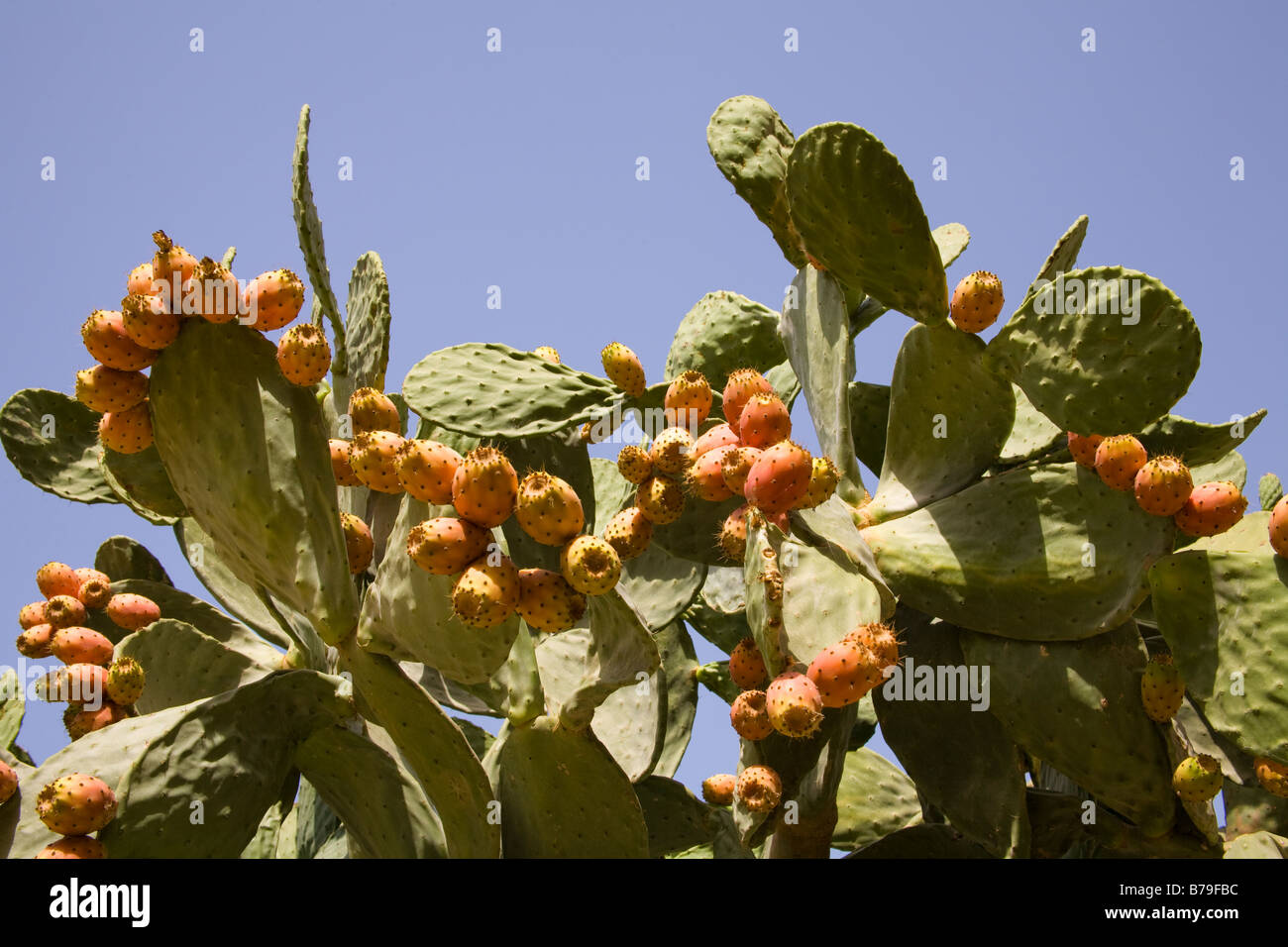 Prickly pear cactus plant, Malta Stock Photo Alamy