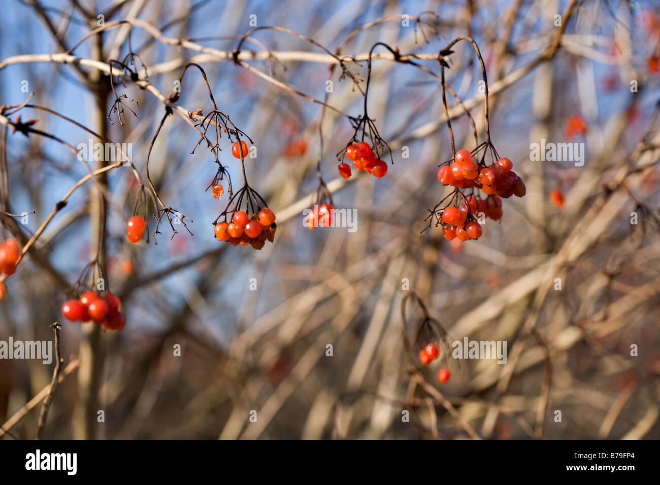 Berries of the Guelder Rose, Viburnum Opulus Stock Photo