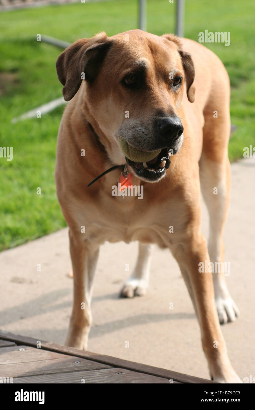 A mixed breed Labrador with a tennis ball in his mouth. Stock Photo