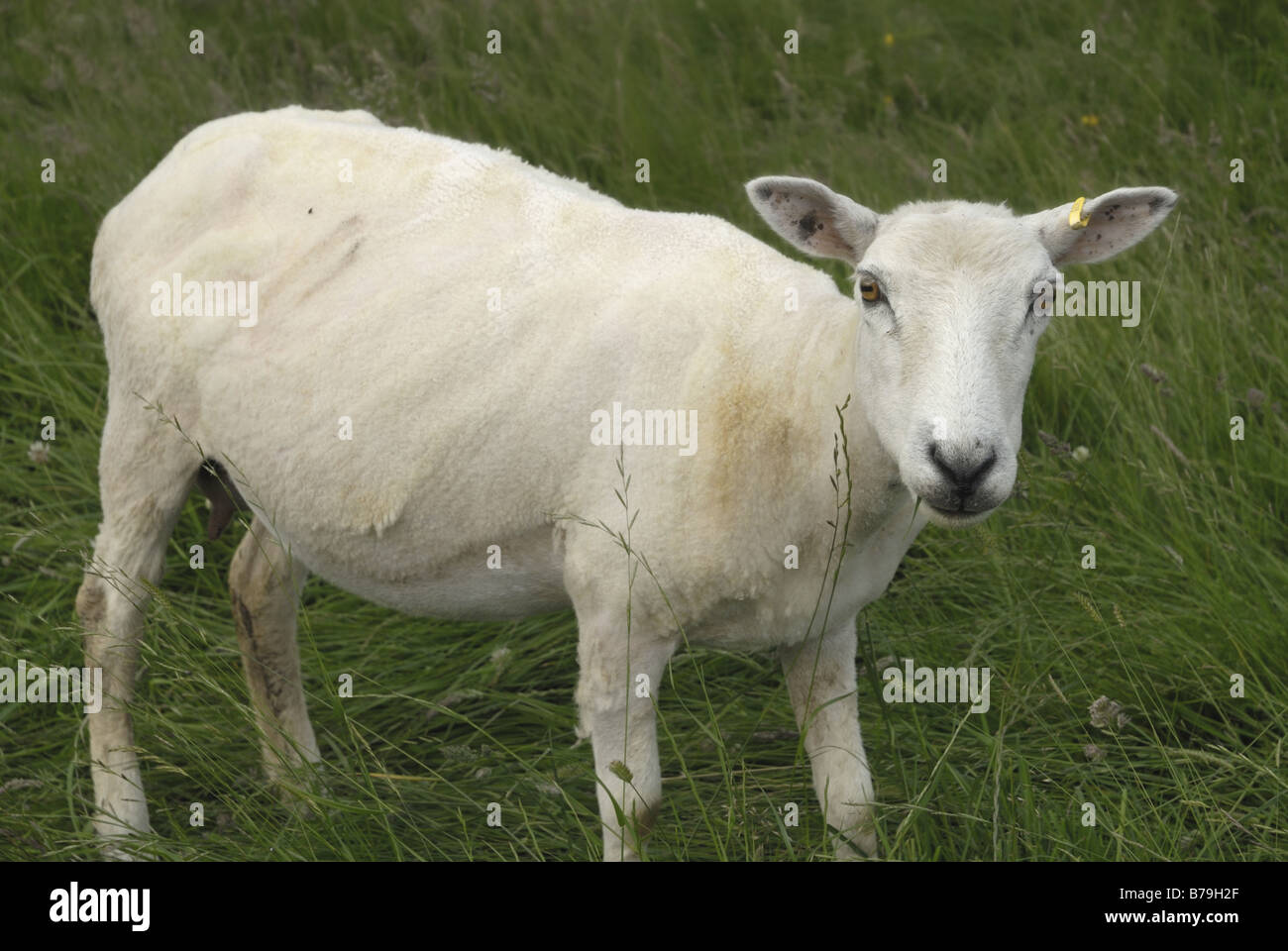 Recently sheared sheep looking at viewer Stock Photo