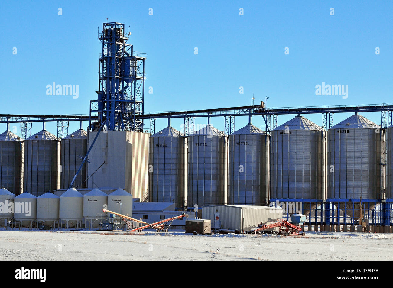 Grain plant 0919 Stock Photo