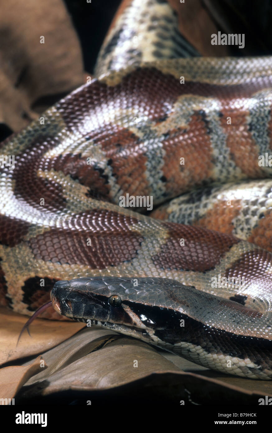 Blood Python (Python curtus Stock Photo - Alamy