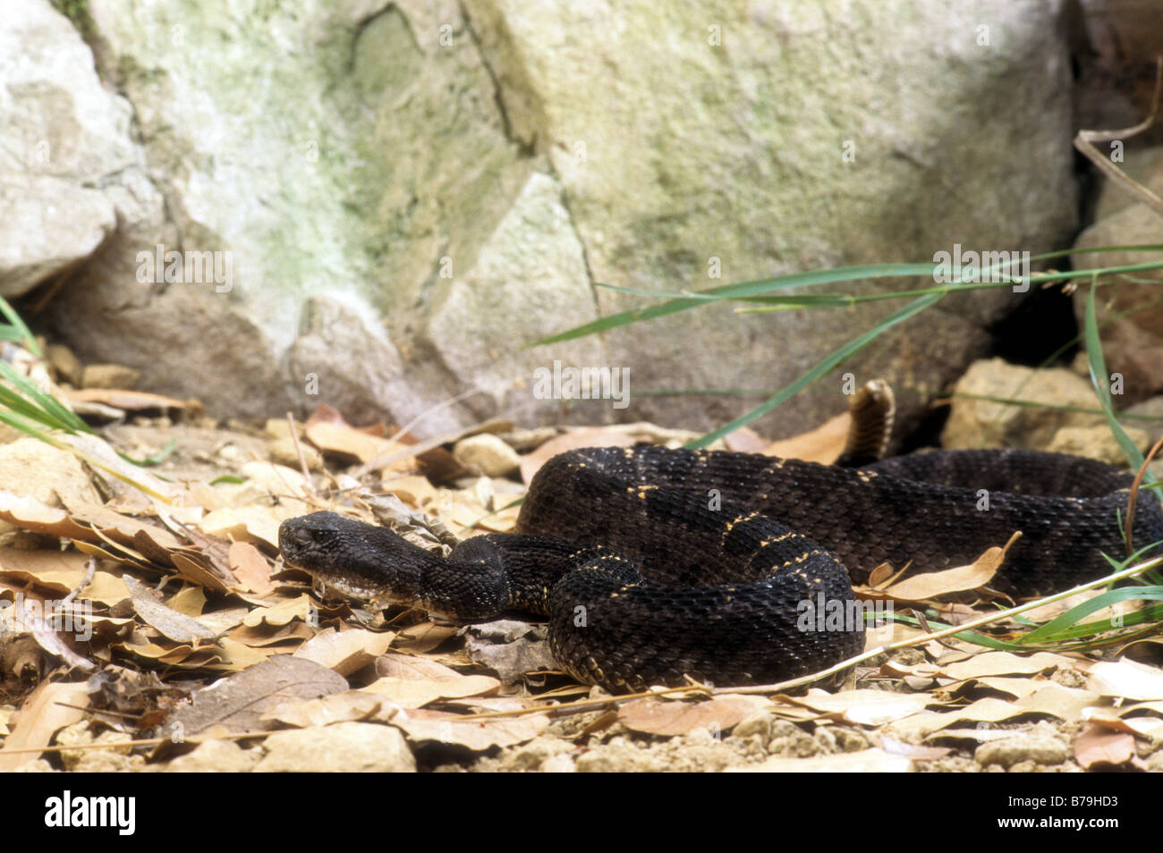 Arizona Black Rattlesnake (Crotalus viridis cerberus Stock Photo - Alamy